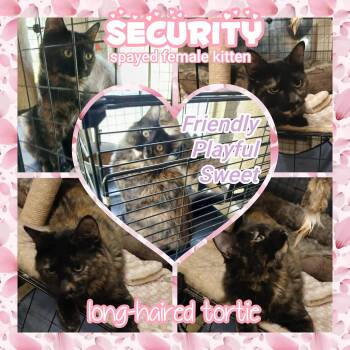 Rescue Dilute Tortoiseshell Cats for Adoption in Brigham City, Utah - Security | PetCurious