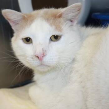 Ghost -  Domestic Short Hair Cat for Adoption in Richmond, Virginia - Ghost | PetCurious