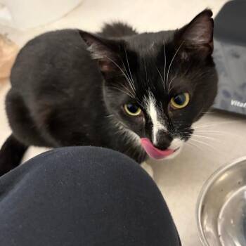 Domestic Short Hair Cats Available for Adoption - Vaquito | PetCurious