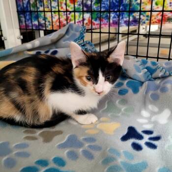 Piper -  Domestic Short Hair Cat for Adoption in Belfair, Washington - Piper | PetCurious