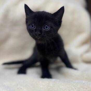 Domestic Short Hair Cats Available for Adoption in Bullhead City, Arizona - Basket | PetCurious