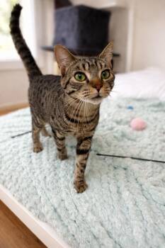 Domestic Short Hair Cats Available for Adoption - Eli =^.^= | PetCurious