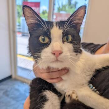Mr. Chocolate -  Domestic Long Hair Cat for Adoption in Clearwater, Florida - Mr. Chocolate | PetCurious