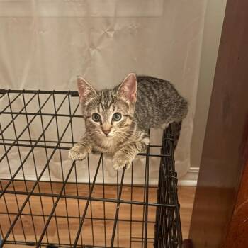 Rescue Domestic Short Hair Cats for Adoption in Lyndhurst, Virginia - Blossom | PetCurious