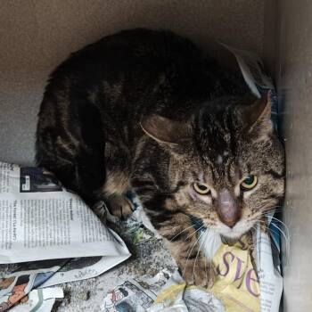 Alice -  Domestic Short Hair Cat for Adoption in Madison, Wisconsin - Alice | PetCurious