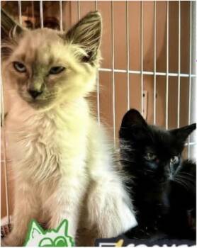 Yin & Yang - Bonded pair -  Domestic Medium Hair Cat for Adoption in Eugene, Oregon - Yin & Yang - Bonded Pair | PetCurious