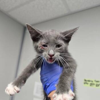 Asphalt -  Domestic Short Hair Cat for Adoption in Concord, North Carolina - Asphalt | PetCurious