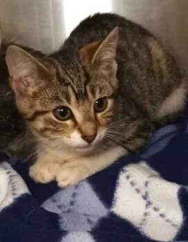 Athena -  Domestic Short Hair Cat for Adoption in Waupaca, Wisconsin - Athena | PetCurious