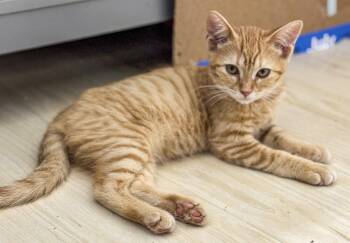 Rescue Tabby and Domestic Short Hair Cats for Adoption in Vallejo, California - Josie | PetCurious