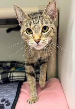 Marble -  Domestic Short Hair Cat for Adoption in Zimmerman, Minnesota - Marble | PetCurious