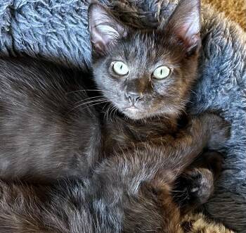Rescue Domestic Short Hair Cats for Adoption in Tillamook, Oregon - Teddy | PetCurious