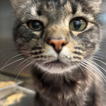 Diamond -  Domestic Short Hair Cat for Adoption in Davenport, Iowa - Diamond | PetCurious