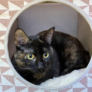 Saturn -  Tortoiseshell Cat for Adoption in Oakland, California - Saturn | PetCurious