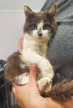 Domestic Long Hair Cats Available for Adoption - Jess | PetCurious