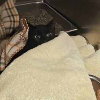 Rescue Domestic Short Hair Cats for Adoption in Gloucester, Virginia - Mocha Chocalata Ya-ya | PetCurious