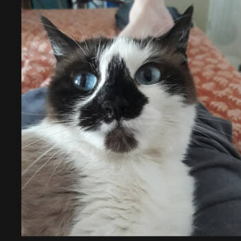 Rescue Domestic Short Hair and Snowshoe Cats for Adoption in Layton, Utah - Greta | PetCurious