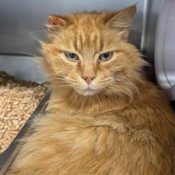 Domestic Long Hair Cats Available for Adoption in Aberdeen, Washington - Sweet Potato | PetCurious