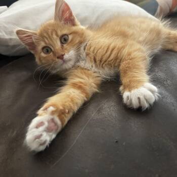 Mr. Big -  Maine Coon and Domestic Medium Hair Cat for Adoption in San Tan Valley, Arizona - Mr. Big | PetCurious