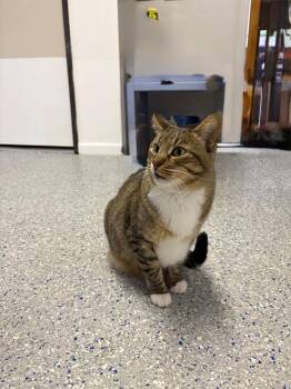 Rescue Tabby Cats for Adoption in Carson City, Nevada - Franklin | PetCurious