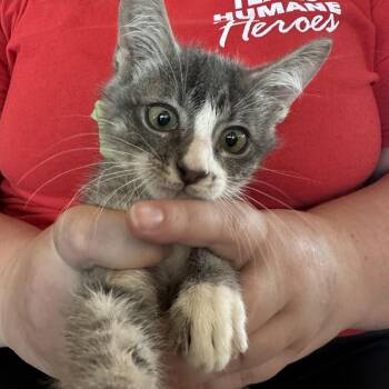Zeus -  Domestic Short Hair Cat for Adoption in Leander, Texas - Zeus | PetCurious