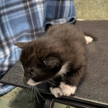 Kagura -  Domestic Short Hair Cat for Adoption in Chico, California - Kagura | PetCurious