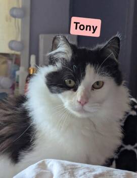 Mittens and Tony -  Domestic Long Hair and Domestic Medium Hair Cat for Adoption in Walnut Creek, California - Mittens And Tony | PetCurious