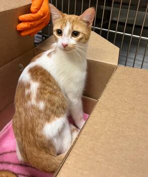 Rescue Tabby Cats for Adoption in Nacogdoches, Texas - Whirlaway | PetCurious