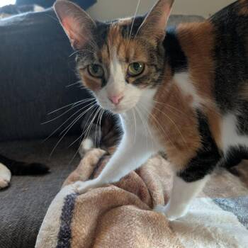 Domestic Short Hair Cats Available for Adoption in Johnstown, Pennsylvania - Lubba | PetCurious