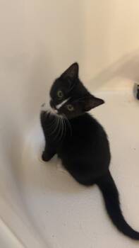 Winny -  Domestic Short Hair Cat for Adoption in Buford, Georgia - Winny | PetCurious