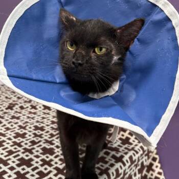 Spider -  Domestic Short Hair Cat for Adoption in Englewood, Florida - Spider | PetCurious