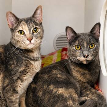 Gigi and Pru -  Domestic Short Hair Cat for Adoption in Pontiac, Michigan - Gigi And Pru | PetCurious