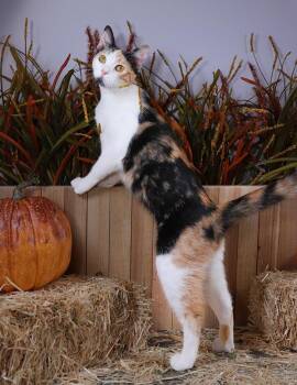 Rescue Calico and Domestic Short Hair Cats for Adoption in Lucas, Texas - Honey & Waffles | PetCurious