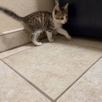 Sweet Pea -  Domestic Short Hair Cat for Adoption in Gilroy, California - Sweet Pea | PetCurious