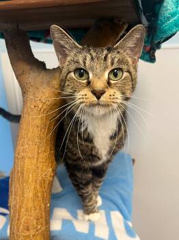 Rescue Domestic Short Hair Cats for Adoption in Arlington Heights, Illinois - Karma | PetCurious