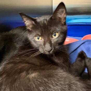 Daisy -  Domestic Short Hair Cat for Adoption in Keizer, Oregon - Daisy | PetCurious