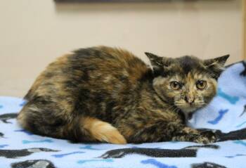 Hope -  Tortoiseshell Cat for Adoption in Portage, Wisconsin - Hope | PetCurious