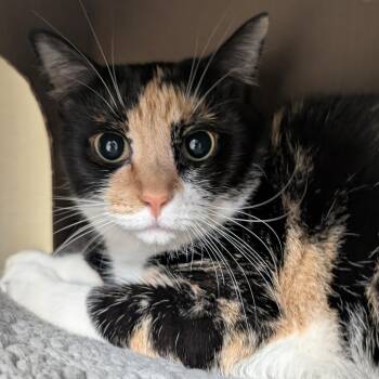 Ritz -  Domestic Short Hair Cat for Adoption in West Olive, Michigan - Ritz | PetCurious