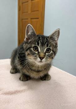 Destiny -  Domestic Short Hair Cat for Adoption in Saint Paul, Minnesota - Destiny | PetCurious