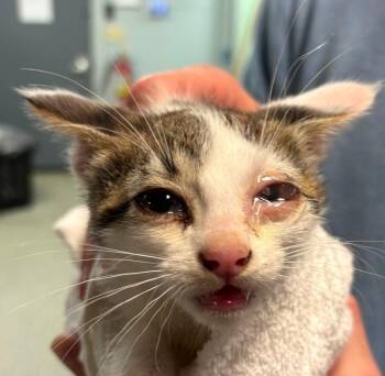 BoBo -  Domestic Short Hair Cat for Adoption in Huntington, Indiana - BoBo | PetCurious