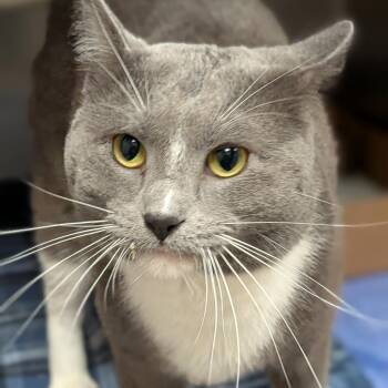 Kitty -  Domestic Short Hair Cat for Adoption in Milan, Illinois - Kitty | PetCurious