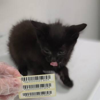 Ali -  Domestic Long Hair Cat for Adoption in Charleston, West Virginia - Ali | PetCurious