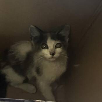 72102 -  Domestic Short Hair Cat for Adoption in Harrisonburg, Virginia - 72102 | PetCurious