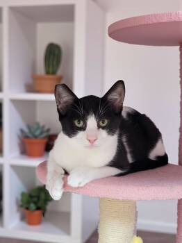 Rescue Domestic Short Hair Cats for Adoption - Jax | PetCurious