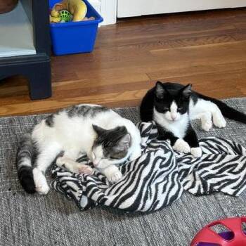 Paul (Ridgeview Kitten 2) -  American Shorthair Cat for Adoption in Westport, Connecticut - Paul (Ridgeview Kitten 2) | PetCurious