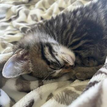 Wilson (bonded with Nala) -  Domestic Short Hair Cat for Adoption in Santa Rosa, California - Wilson (bonded With Nala) | PetCurious