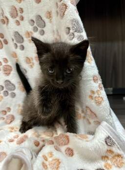 Domestic Short Hair Cats Available for Adoption in Mobile, Alabama - Crunch Wrap (kris) | PetCurious