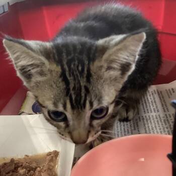 Carlos -  Domestic Short Hair Cat for Adoption in Montgomery, Alabama - Carlos | PetCurious