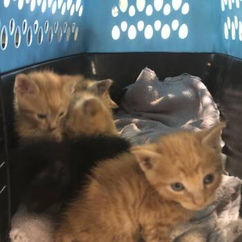 Peanut -  Domestic Short Hair Cat for Adoption in Brentwood, Missouri - Peanut | PetCurious