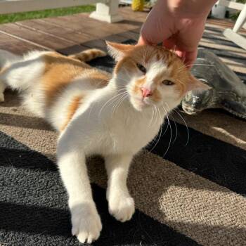 Wylie -  Domestic Short Hair Cat for Adoption in Springboro, Ohio - Wylie | PetCurious
