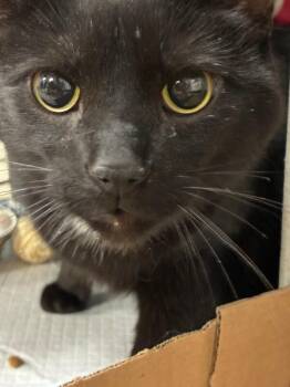 Ishmael (Ali) (Actual) -  Domestic Short Hair Cat for Adoption in Cincinnati, Ohio - Ishmael (Ali) (Actual) | PetCurious